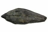 Fossil Sperm Whale (Scaldicetus) Tooth #130180-1